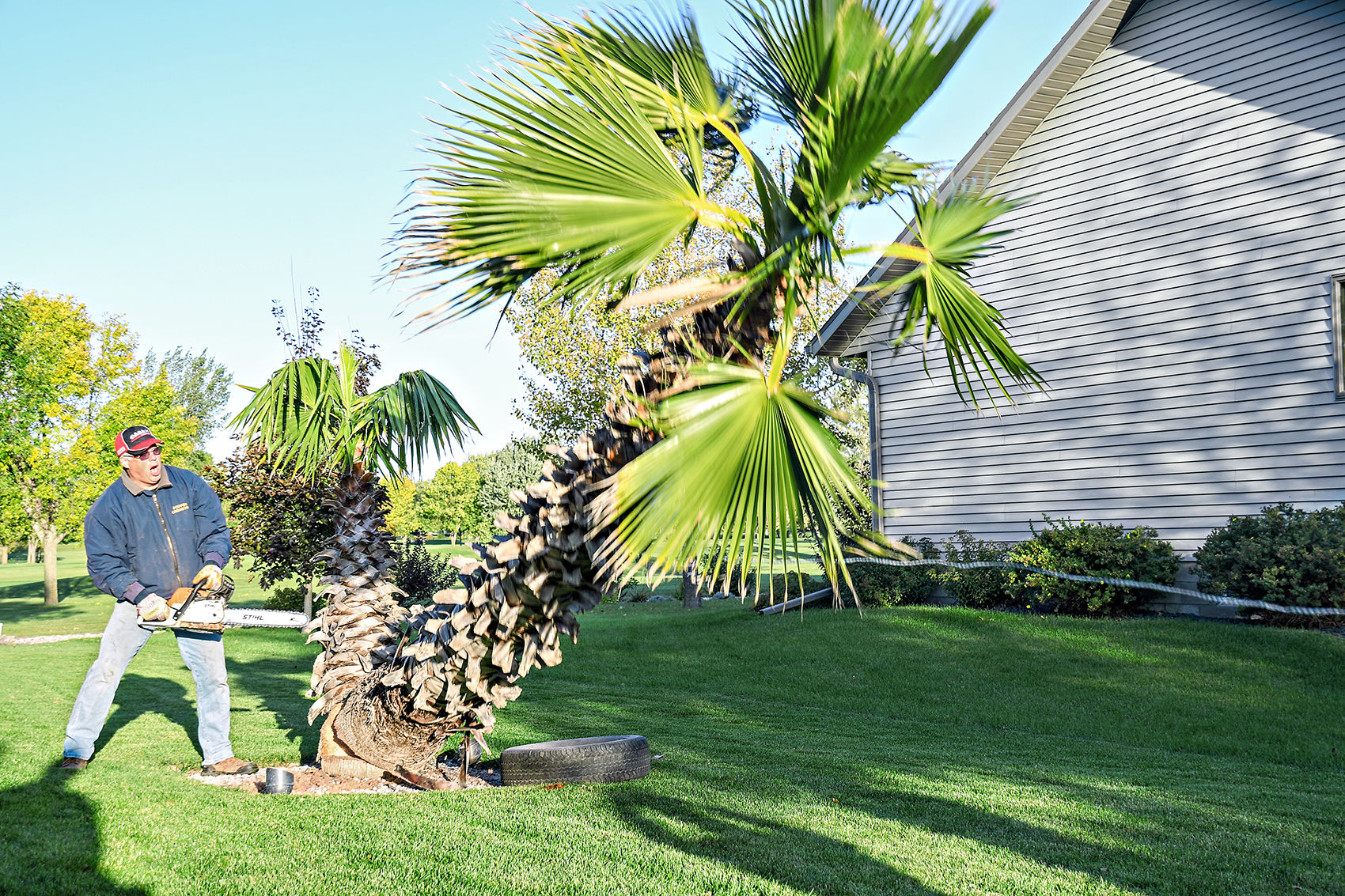 Dennis Poppen cuts down palm tree